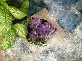 DSCF2746